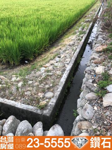 台東池上農地-11