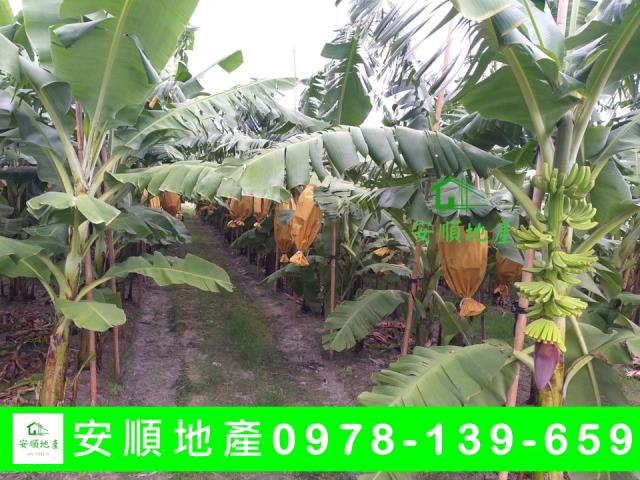 台東台東市農地-4