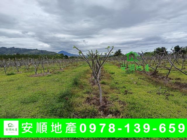 台東卑南農地-5