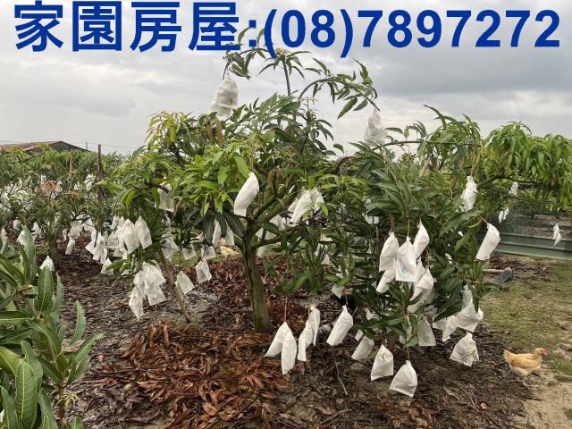 屏東萬丹農地-4