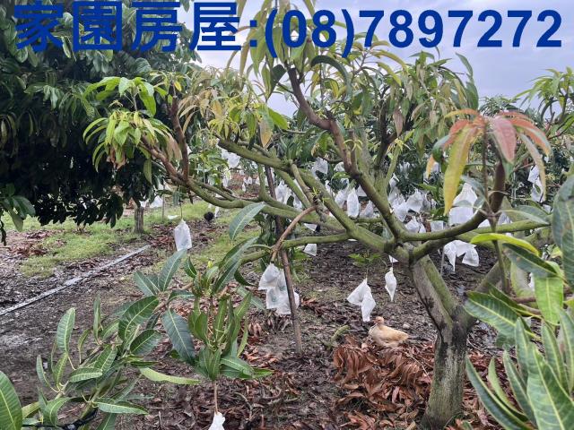 屏東萬丹農地-5