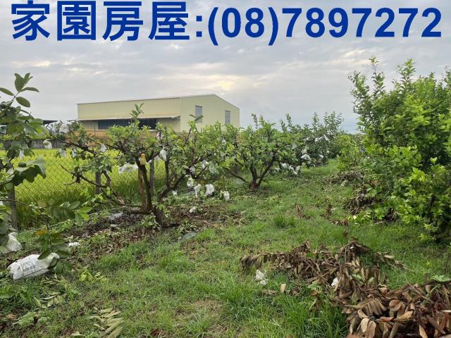 屏東萬丹農地-1