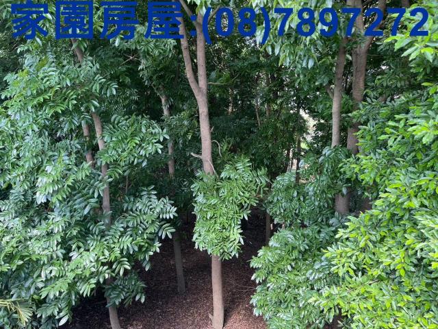 屏東萬丹農地-6