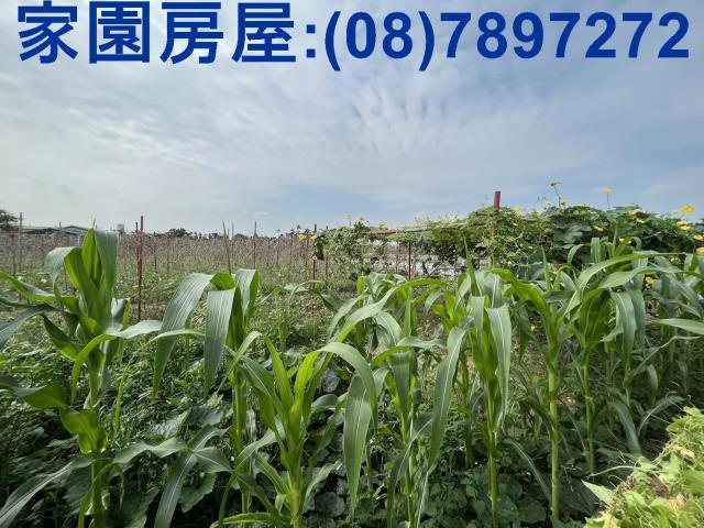 屏東潮州農地-4