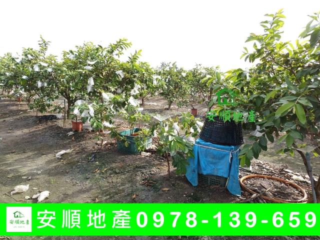 台東太麻里農地-2