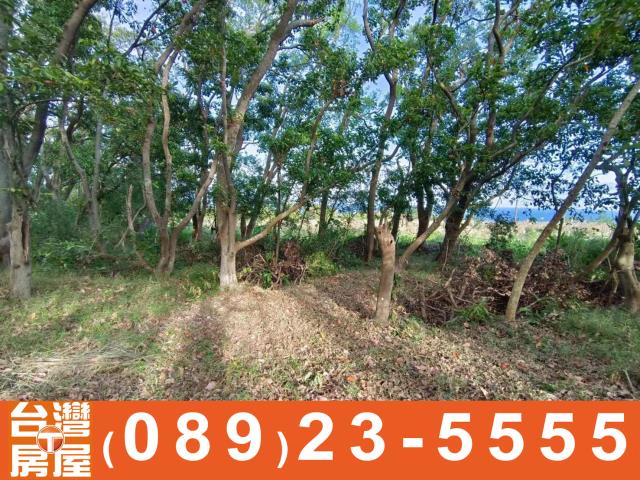 台東成功農地-4