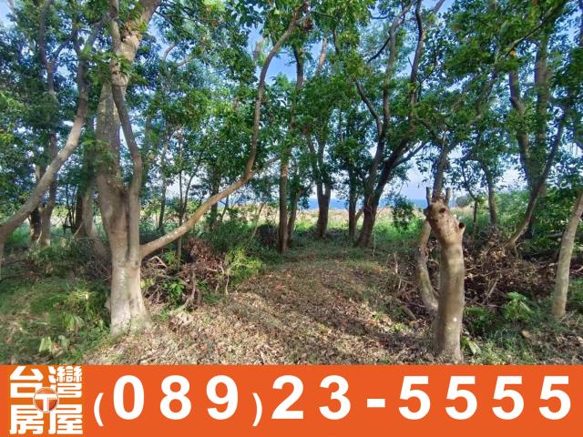 台東成功農地-5