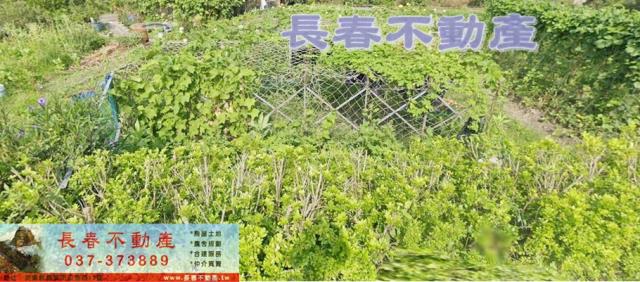 苗栗公館農地-2