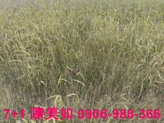 高雄大寮農地-1