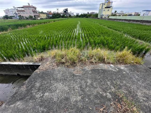 高雄橋頭農地-8