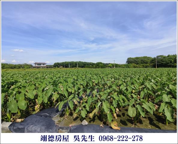 屏東高樹農地-6