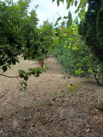 苗栗通霄農地-6