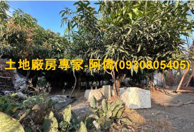 高雄林園農地-1