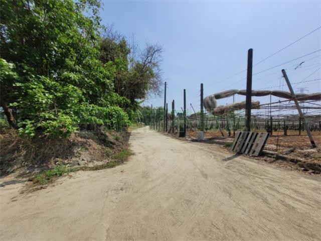 高雄阿蓮農地-15