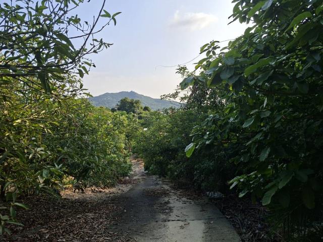 高雄阿蓮農地-4