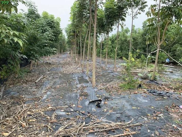 屏東高樹農地-8